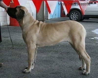 Left Profile - A tan with black English Mastiff puppy is standing in a parking lot and its head is up. There is a white building a car and a red and white string of flags behind it.
